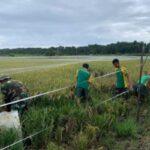 Perkuat Kebersamaan di Perbatasan, Satgas Pamtas Yonarmed 11 Kostrad Bersama Warga Panen Padi