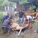IKA BKPRMI Kota Medan Tebar Satu Hewan Qurban Di Idul Adha 1446H,Perkuat Solidaritas dan Kepedulian Sosial