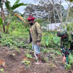 Komsos Satgas Yonif 521/DY Penanaman Sayur Bersama Masyarakat Distrik Kelila