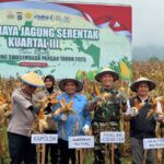 Panen Raya Jagung Kuartal III,Aspers Kasdam XXIII/Palaka Wira"Bukti Sinergi Untuk Negeri